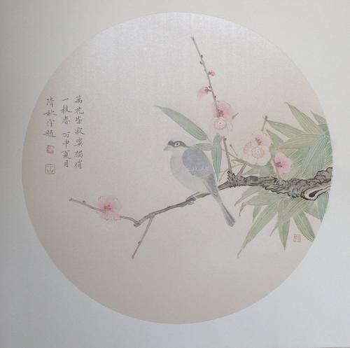白头梅盛开