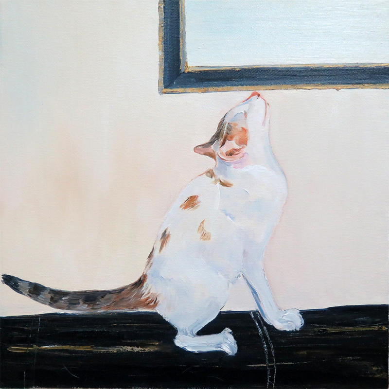 我的猫咪03